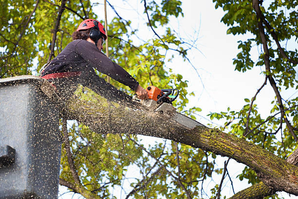 Best Lawn Mowing  in Montpelier, VT